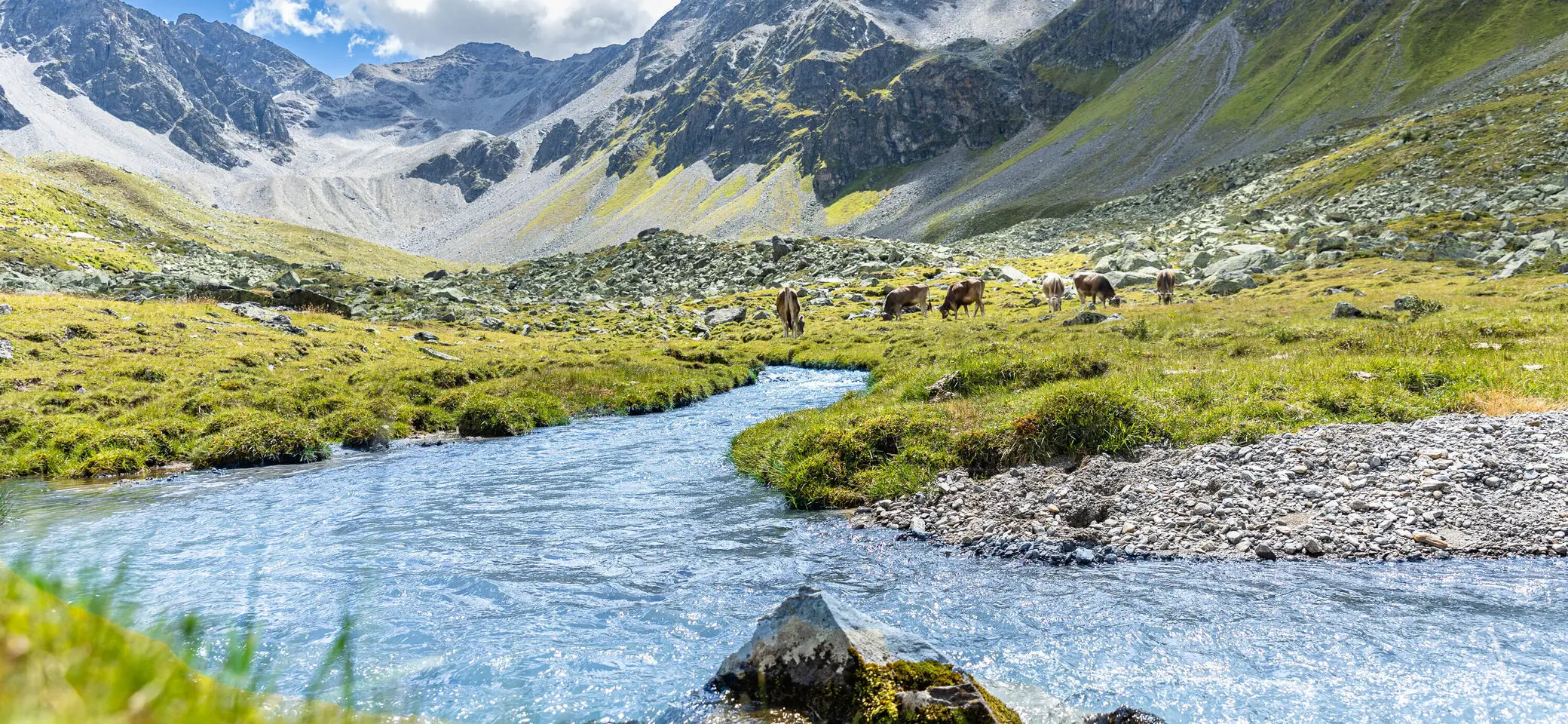 Blick in das grüne Platzertal im Sommer. Im Hintergrund grasen Kühe. | © DAV
