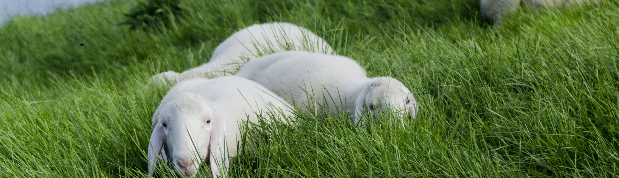 Schafe auf einer grünen Bergwiese | © DAV/Hans Herbig